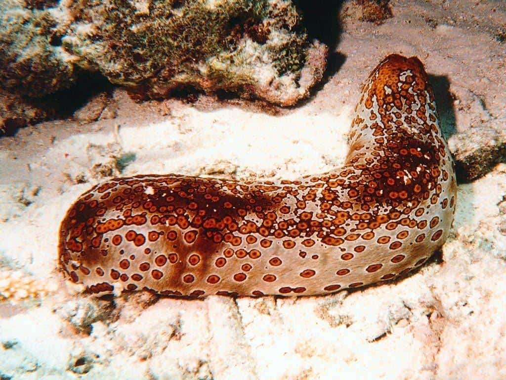 Sea cucumbers to save Great Barrier Reef | Australian Times