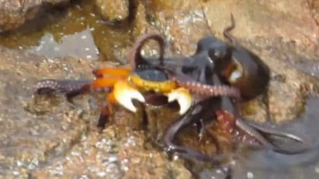 squid eating crab