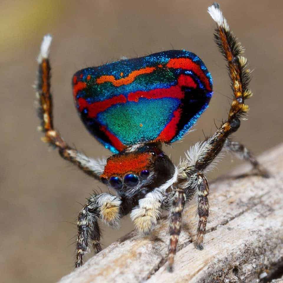 Introducing Australia S Hidden Gem The Peacock Spider