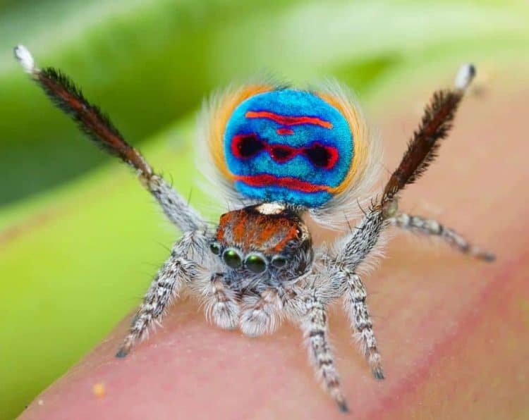 Introducing Australia's hidden gem: the peacock spider