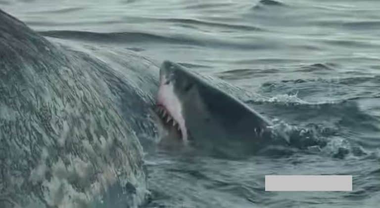 shark-feeding-frenzy-caught-on-camera