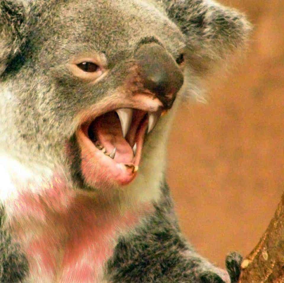 koala predators