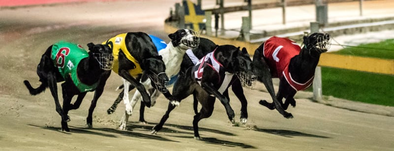 A super simple guide to greyhound betting - Australian Times News